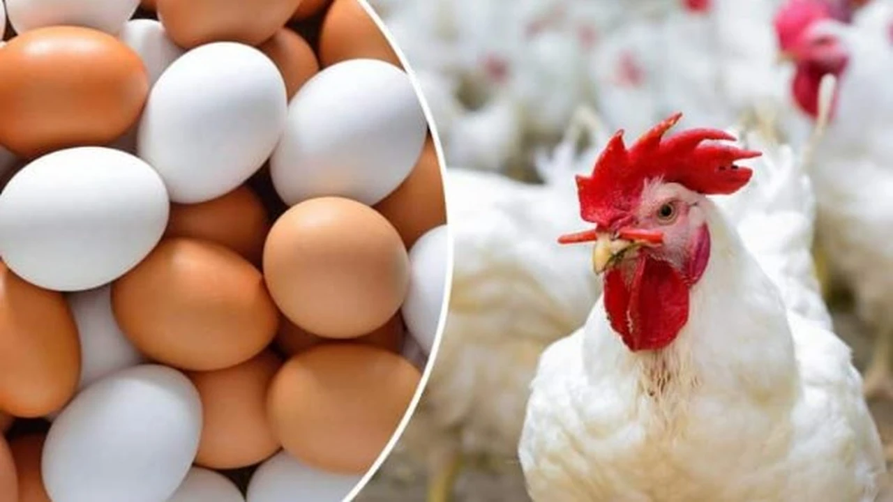 تغيرات غير متوقعة في أسعار الدواجن داخل الأسواق المحلية خلال تعاملات اليوم